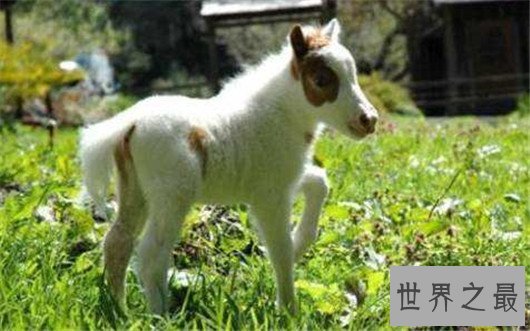 世界上最小的马，法拉贝拉只有38.1厘米高（体重不到10公斤）