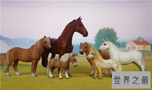 世界上最小的马，法拉贝拉只有38.1厘米高（体重不到10公斤）