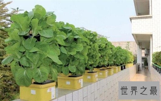 世界上最长名称公司，台湾卖蔬果的名字长达64个